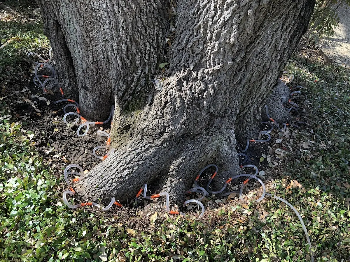 Detailed Tree Cabling and Bracing job site in Mc Cormick