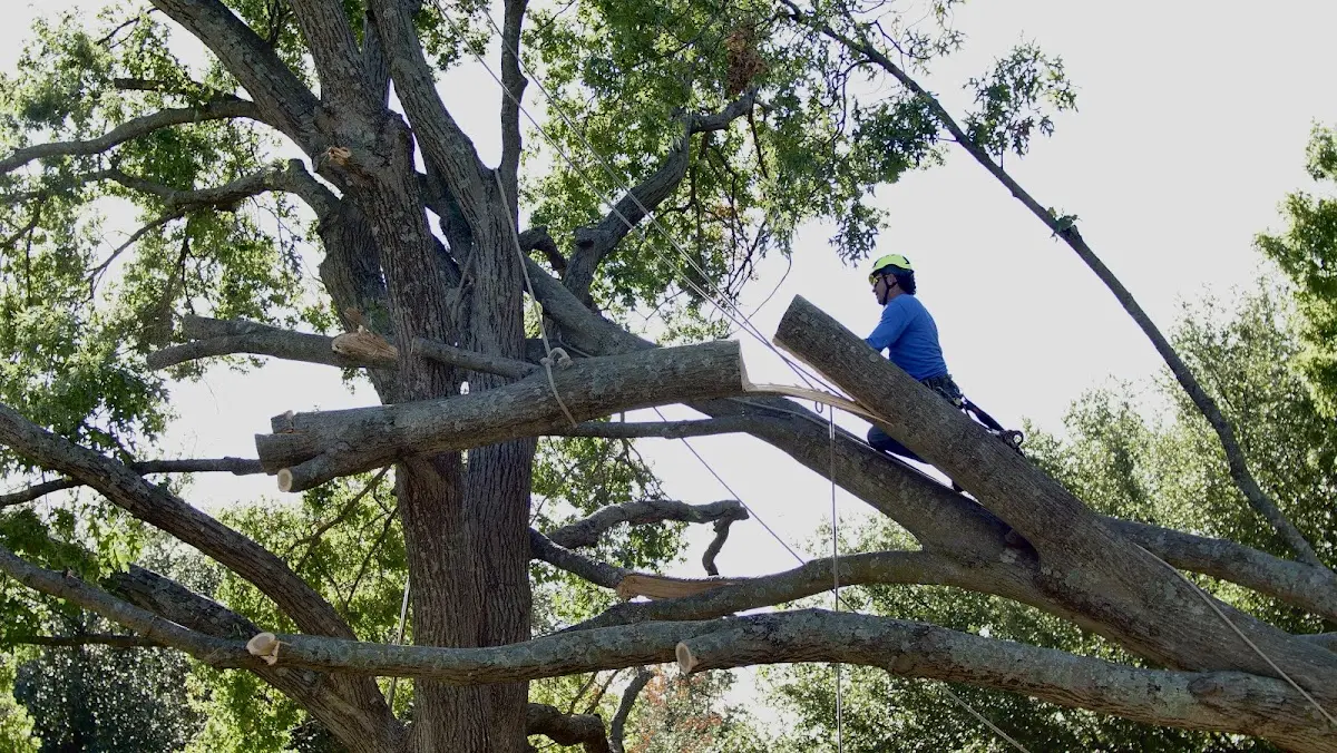 Professional Crown Thinning performed by certified arborists in Mc Cormick