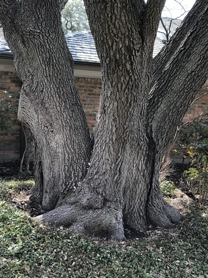 Mature heritage tree close to a Mc Cormick property cared for by certified arborists